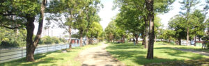 公園内の樹木