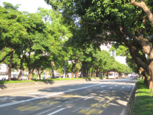 台北市内街路樹(台北市)