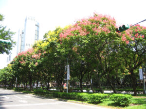 台北市内街路樹(台北市)