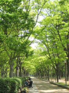 靭公園ケヤキ並木