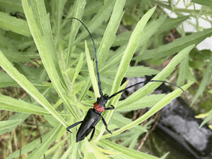 クビアカツヤカミキリ