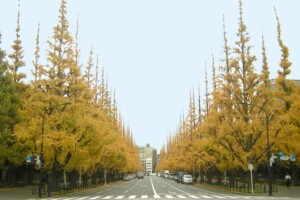 秋の外苑前イチョウ並木(東京都港区)