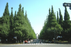 春の神宮外苑イチョウ並木(東京都港区)