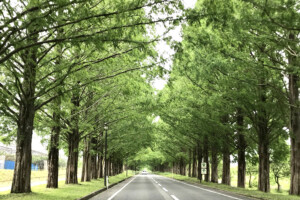 マキノ高原のメタセコイア並木(滋賀県高島市)