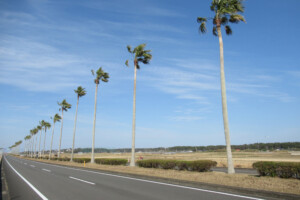 国道220号ワシントニアパーム並木(宮崎県宮崎市)