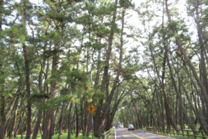 虹の松原(佐賀県唐津市)