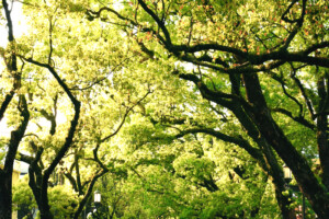 香椎宮参道(福岡県福岡市)