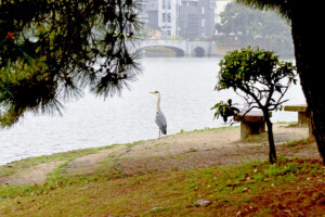 大濠公園(福岡県福岡市)