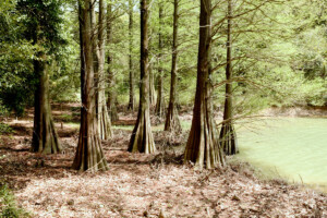 篠栗九大の森(福岡県篠栗町)