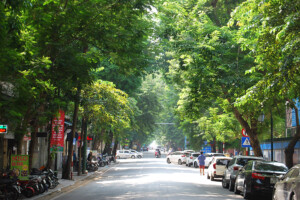 ベトナムハノイの街路樹(ハノイ) ベトナムハノイの街路樹