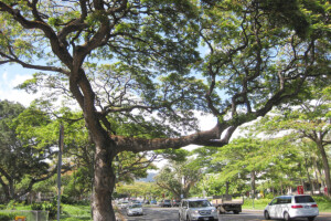 ハワイ島並木(ハワイ州) ハワイ島並木