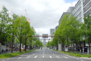 御堂筋イチョウ並木(大阪府大阪市) 御堂筋イチョウ並木