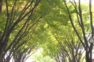 名古屋市科学館前ケヤキ並木(愛知県名古屋市) 名古屋市科学館前ケヤキ並木