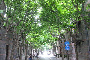 新天地プラタナス並木(上海市) 新天地プラタナス並木(上海市)