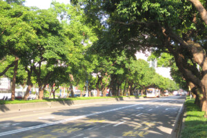 台北市内街路樹(台北市) 台北市内街路樹(台北市)