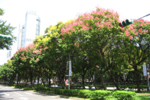 台北市内街路樹(台北市) 台北市内街路樹(台北市)