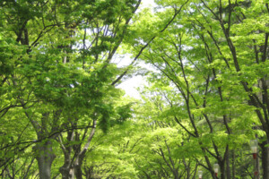 靭公園ケヤキ並木(大阪府大阪市) 靭公園ケヤキ並木