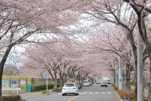 大沢グラウンド通り
(東京都三鷹市)