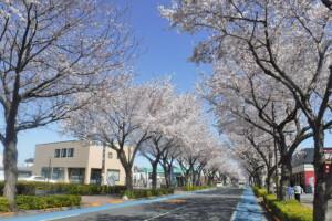 さくら通り
(東京都東村山市)