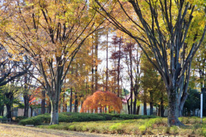 つつじ公園(東京都小平市)