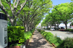 ブリヂストン通り(福岡県久留米市)