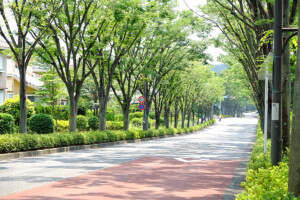 けやき通り(東京都町田市)