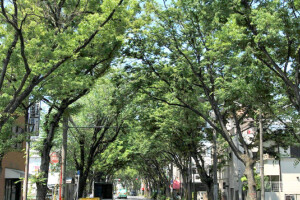 堺市けやき通り(大阪府堺市)