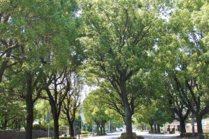 自衛隊中通り(熊本県熊本市)