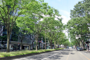 青葉通(宮城県仙台市)