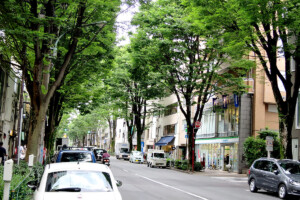 中杉通りケヤキ並木(東京都杉並区)