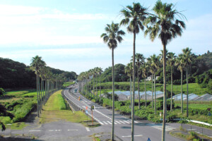 国道127号線沿いヤシ並木(千葉県館山市)