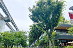 立川サンサンロードケヤキ並木(東京都立川市)