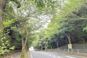 湘南山手桜並木(神奈川県横須賀市)