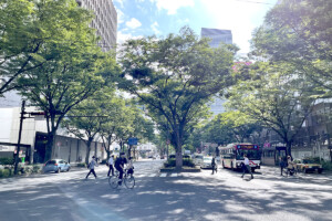 青葉通ケヤキ並木(宮城県仙台市)