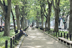 定禅寺通ケヤキ並木(宮城県仙台市)