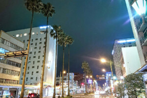 橘通りワシントニアパーム並木(宮崎県宮崎市)