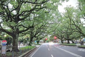 宮崎県庁前楠並木通り(宮崎県宮崎市)