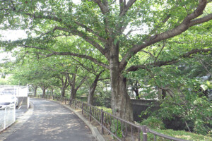 志井河川緑地(福岡県北九州市)